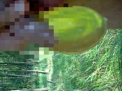 Amateurvideo Sklave ins Kondom pissen lassen  von sexy_sandra82